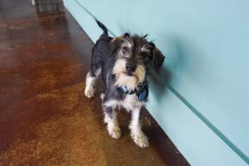Coyote -  Miniature Schnauzer and Terrier Dog for Adoption in San Antonio, Texas - Coyote | PetCurious