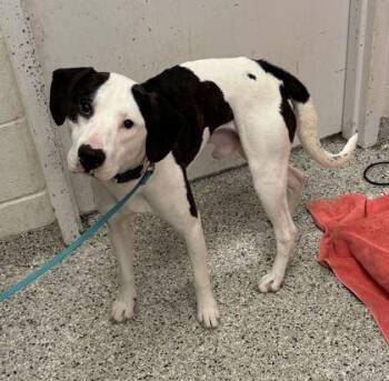 Huckleberry -  Hound and Mixed Breed Dog for Adoption in Kansas City, Missouri - Huckleberry | PetCurious