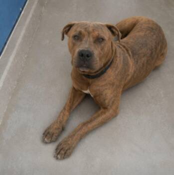 Lego -  American Staffordshire Terrier Dog for Adoption in Kingman, Arizona - Lego | PetCurious