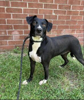 Rescue Black Labrador Retriever Dogs for Adoption in Monticello, Minnesota - Sulu | PetCurious