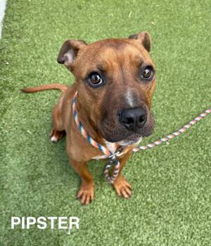 Mixed Breed Dogs Available for Adoption in Flint, Michigan - Pipster | PetCurious