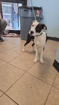 Pit Bull Terrier Dogs Available for Adoption in Marion, Ohio - Gertie | PetCurious