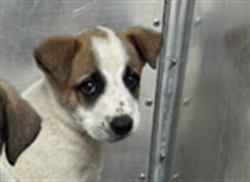 Rescue Saint Bernard and Mixed Breed Dogs for Adoption in Rancho Cucamonga, California - SPOT | PetCurious