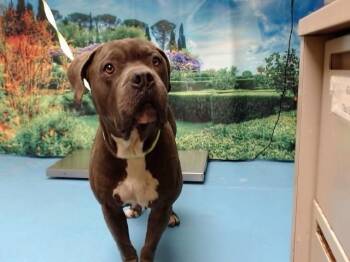 Pit Bull Terrier and Mixed Breed Dogs Available for Adoption in Moreno Valley, California - BLUE | PetCurious