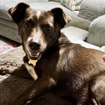 Chiweenie Dogs Available for Adoption - Herald | PetCurious