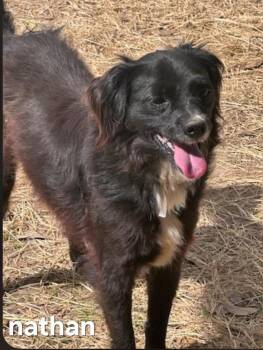 Nathan -  Husky and Mixed Breed Dog for Adoption in Houston, Texas - Nathan | PetCurious