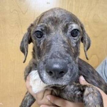 Billy-4635 -  Terrier and Mixed Breed Dog for Adoption in Tyler, Texas - Billy-4635 | PetCurious