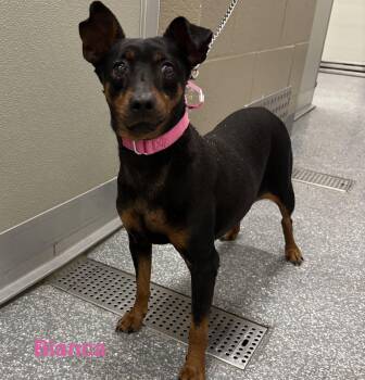 Miniature Pinscher Dogs Available for Adoption in Las Vegas, Nevada - Bianca | PetCurious