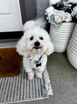 Jake -  Maltese Dog for Adoption in Fort Bragg, California - Jake | PetCurious