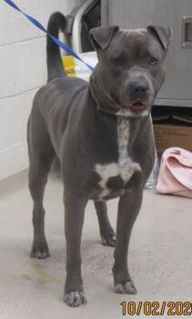 Sargent Bartholomew Blu(881) -  Pit Bull Terrier and Labrador Retriever Dog for Adoption in Marietta, Georgia - Sargent Bartholomew Blu(881) | PetCurious
