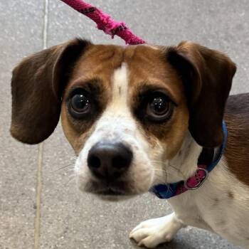 110971 -  Mixed Breed Dog for Adoption in Las Cruces, New Mexico - 110971 | PetCurious