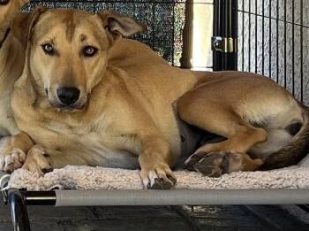 Rescue Mixed Breed Dogs for Adoption in Murrieta, California - Joy | PetCurious
