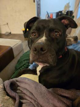 Charlie -  Pit Bull Terrier Dog for Adoption in San Diego, California - Charlie | PetCurious