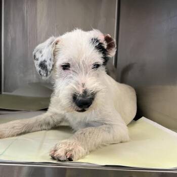 Terrier Dogs Available for Adoption - Spot | PetCurious