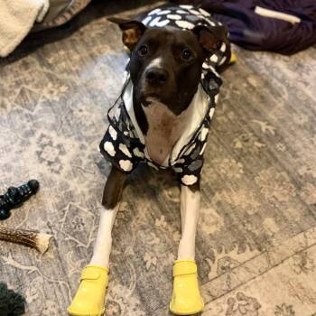 Rescue Pit Bull Terrier Dogs for Adoption in Austintown, Ohio - Jordan | PetCurious