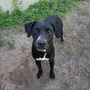 Labrador Retriever and Hound Dogs Available for Adoption in Umatilla, Florida - Major *Trained* | PetCurious