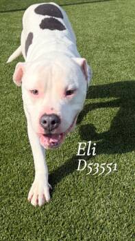 Eli -  Pit Bull Terrier Dog for Adoption in Clarksville, Tennessee - Eli | PetCurious