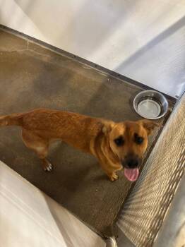Mikie** -  Black Mouth Cur and Mixed Breed Dog Available for Adoption in Belton, Texas - Mikie** | PetCurious
