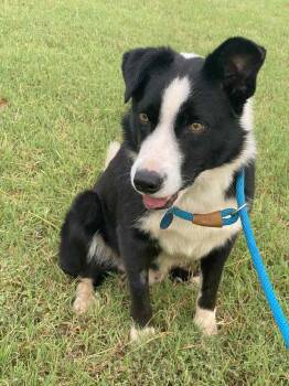 Rescue Border Collie Dogs for Adoption in Deerfield, Wisconsin - Hendrix | PetCurious
