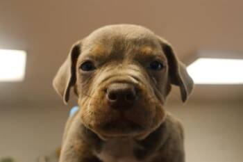 DUKE -  Mixed Breed Dog for Adoption in Columbia, South Carolina - DUKE | PetCurious