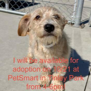 Kevin -  Mixed Breed Dog for Adoption in Matteson, Illinois - Kevin | PetCurious