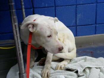 BLANCA -  Pit Bull Terrier and Mixed Breed Dog for Adoption in Albuquerque, New Mexico - BLANCA | PetCurious