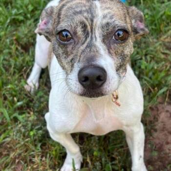 Gigi -  Jack Russell Terrier and Mixed Breed Dog for Adoption in Chester, Maryland - Gigi | PetCurious