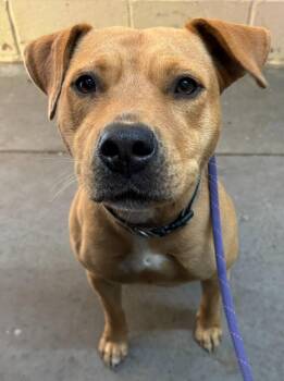 Pit Bull Terrier Dogs Available for Adoption in Swainsboro, Georgia - Princess | PetCurious