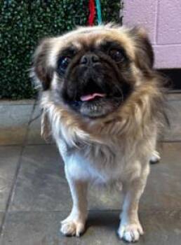 Mixed Breed Dogs Available for Adoption in El Paso, Texas - 60792466 | PetCurious