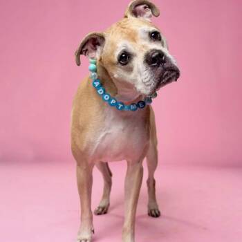 Mother Goose 08-1309 -  Boxer and Mixed Breed Dog for Adoption in Tyrone, Georgia - Mother Goose 08-1309 | PetCurious