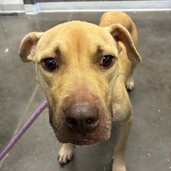 Dottie -  Pit Bull Terrier and Mixed Breed Dog for Adoption in Horn Lake, Mississippi - Dottie | PetCurious