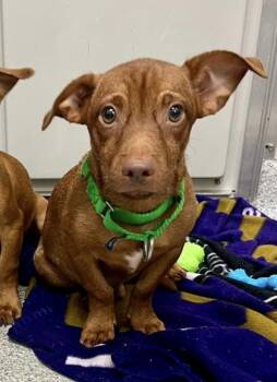 Rescue Terrier Dogs for Adoption in Annapolis, Maryland - Wisconsin | PetCurious