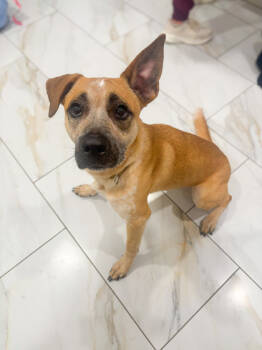 Rescue Mixed Breed Dogs for Adoption in Cincinnati, Ohio - Timothee | PetCurious