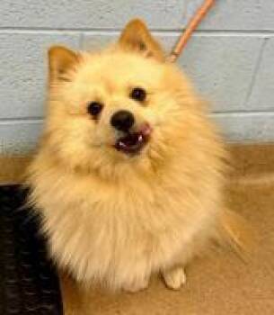 Pomeranian Dogs Available for Adoption in Milton, Georgia - Koa Floof | PetCurious