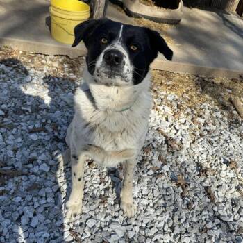 Australian Cattle Dog Blue Heeler and Australian Shepherd Dogs Available for Adoption in Pineville, Missouri - Max (aka Tommy) | PetCurious
