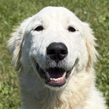 Jamie -  Great Pyrenees Dog for Adoption in Jefferson, Wisconsin - Jamie | PetCurious