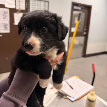 Penny -  Border Collie Dog for Adoption in Durango, Colorado - Penny | PetCurious