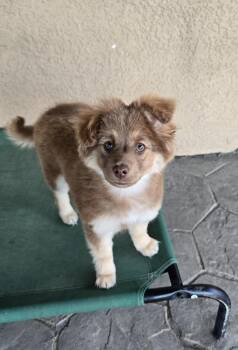 Australian Shepherd Dogs Available for Adoption - Dixie Belle | PetCurious