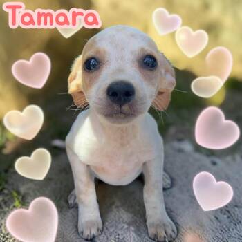 Tamara - Chiweenie - Tiny lovebug -  Chihuahua and Dachshund Dog for Adoption in Chuckey, Tennessee - Tamara - Chiweenie - Tiny Lovebug | PetCurious