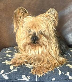 Yorkshire Terrier Dogs Available for Adoption in Boonton, New Jersey - Tammy TX | PetCurious