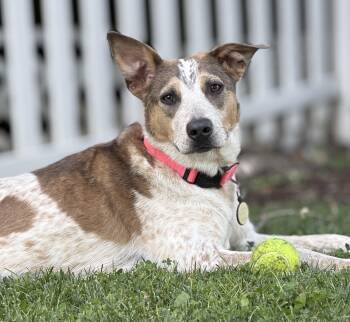 Raine-(2025R2 litter) Available-Courtesy Post -  Cattle Dog Dog for Adoption in Frederick, Maryland - Raine-(2025R2 Litter) Available-Courtesy Post | PetCurious