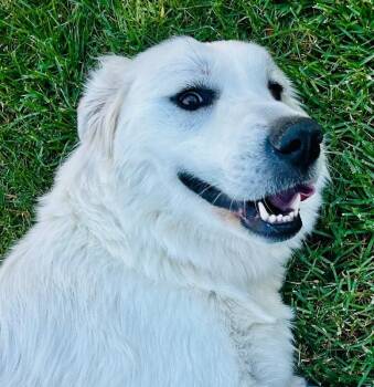 Guinevere -  Great Pyrenees Dog for Adoption in Los Angeles, California - Guinevere | PetCurious