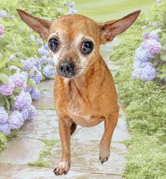 Frannie -  Chihuahua Dog for Adoption in Westfield, New York - Frannie | PetCurious