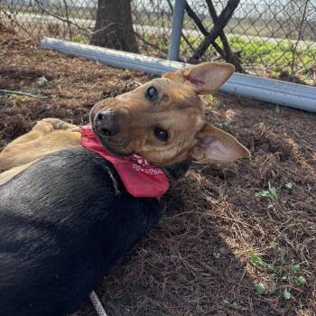 Kenny -  Shepherd Dog Available for Adoption in Pittsburgh, Pennsylvania - Kenny | PetCurious
