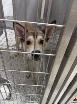 Brownie -  Husky and Mixed Breed Dog for Adoption in Parma, Ohio - Brownie | PetCurious