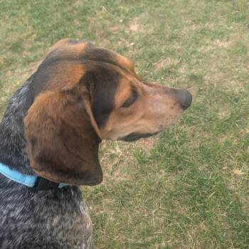 Steven -  Hound Dog for Adoption in Harrisonburg, Virginia - Steven | PetCurious