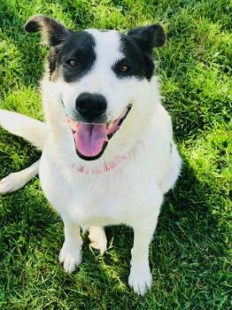 Rescue Border Collie Dogs for Adoption in Indianapolis, Indiana - Zena | PetCurious
