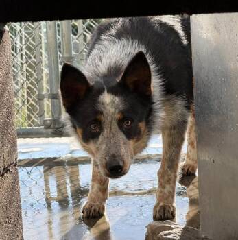 Australian Cattle Dog Blue Heeler Dogs Available for Adoption in Munfordville, Kentucky - Queen | PetCurious