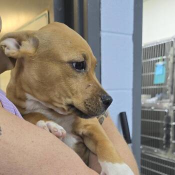 Dutchess Fingerling 26-0718 -  Mixed Breed Dog for Adoption in Yanceyville, North Carolina - Dutchess Fingerling 26-0718 | PetCurious