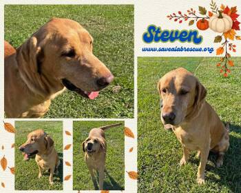 Steven -  Labrador Retriever and Yellow Labrador Retriever Dog for Adoption in Middletown, Rhode Island - Steven | PetCurious